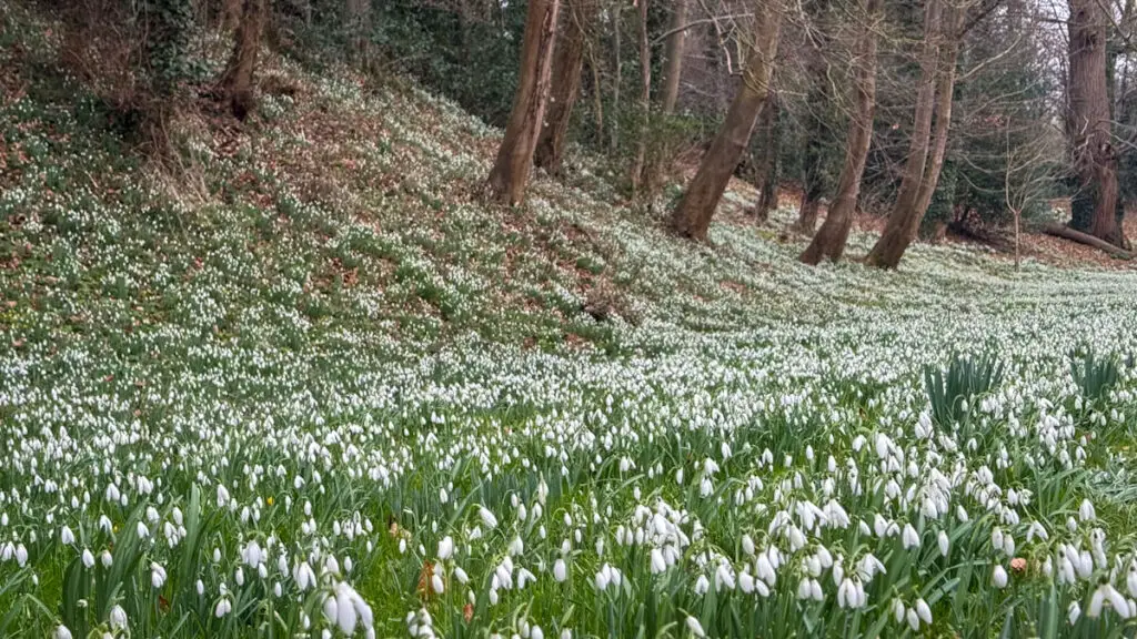 view of lots of snowdrops on the Horstead House grounds