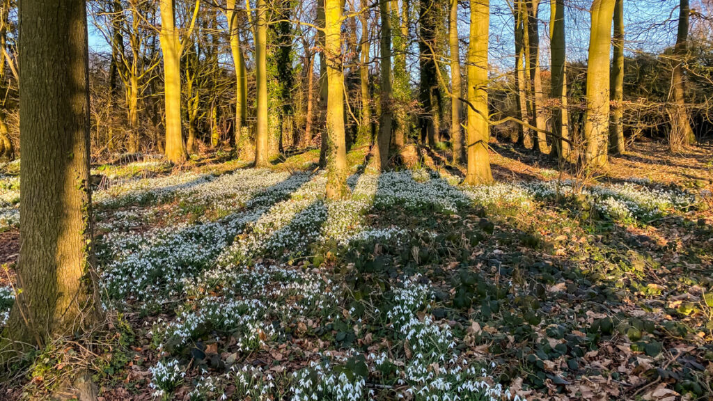 snowdrops in the north burlingham woods