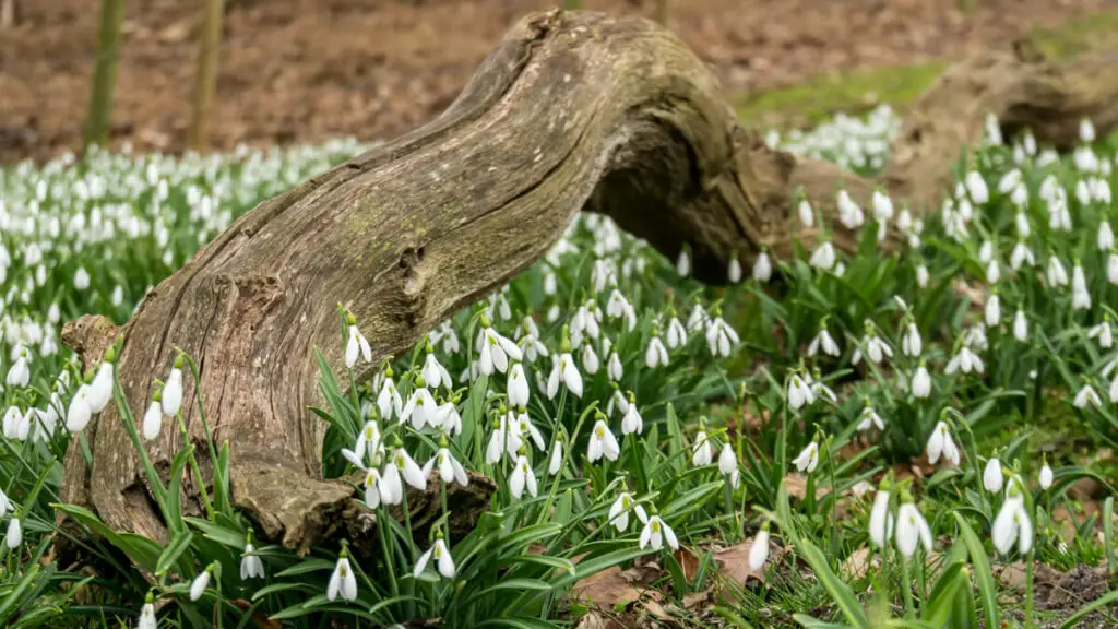 snowdrops around a fallen branch at Sheringham Park