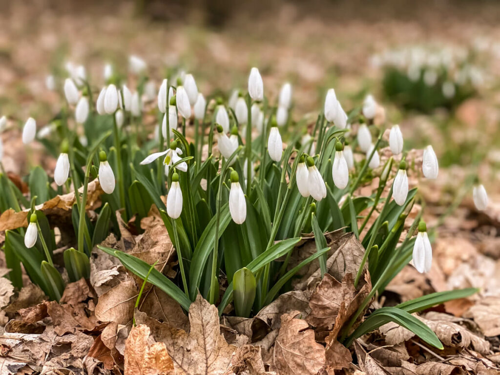 bunch of snowdrops