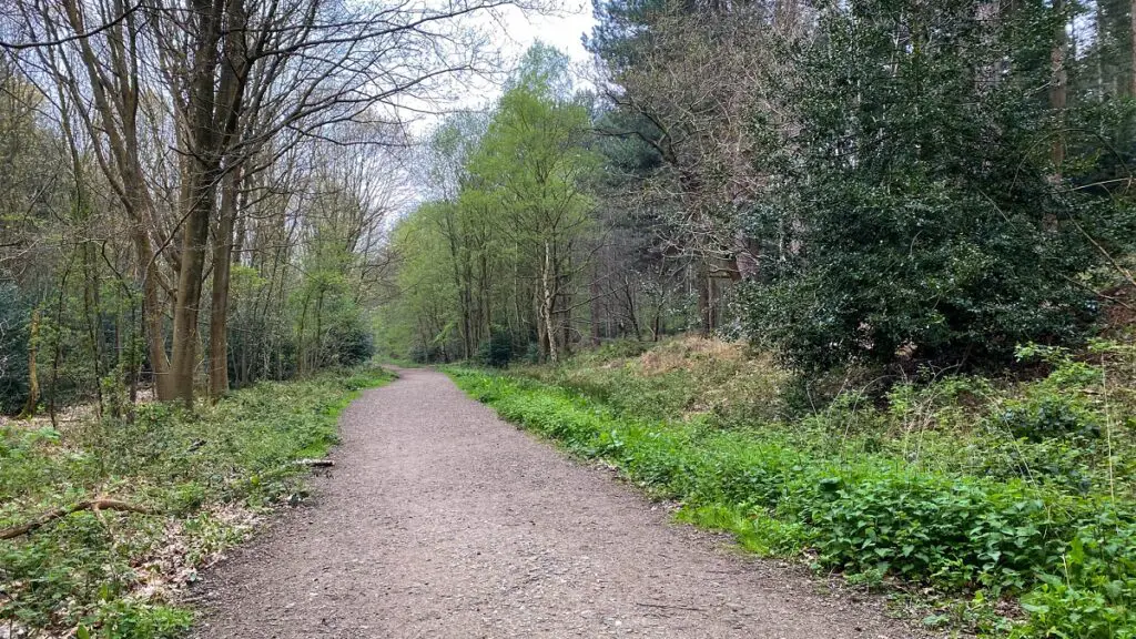 path leading through Bacton Wood