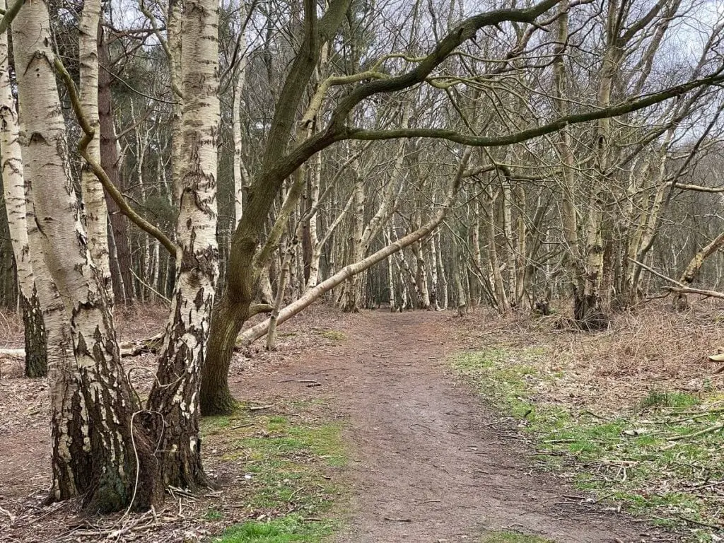 broadland country park path and trees