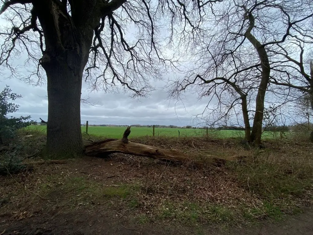 trees in broadland park