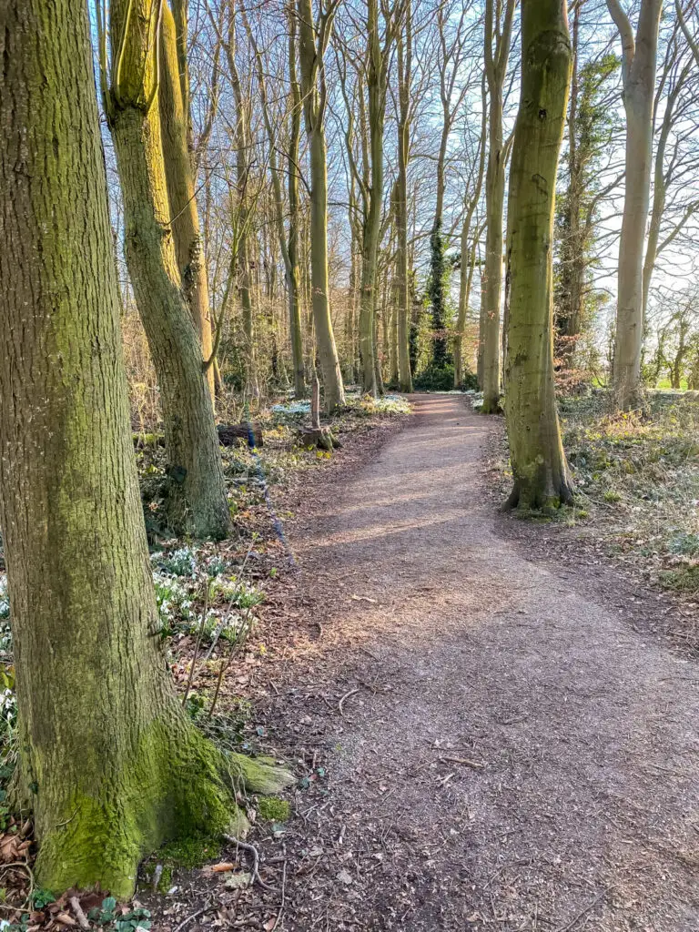 path through burlingham woods with a few snowdrops alongside