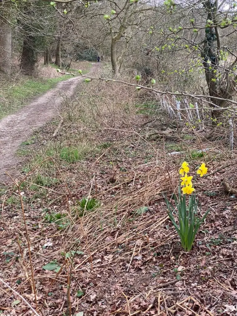 daffodil at broadland country park