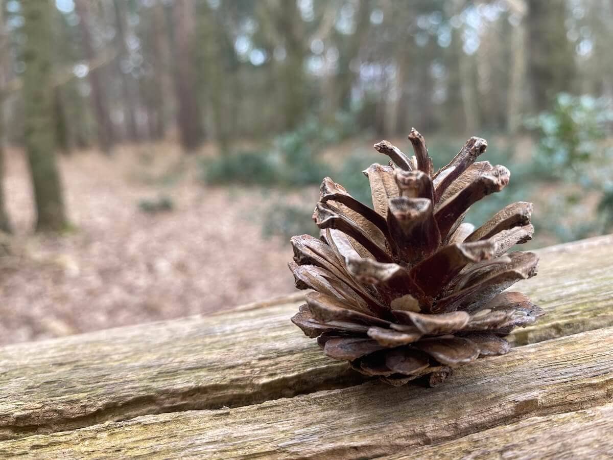 pine cone at Broadland Country Park
