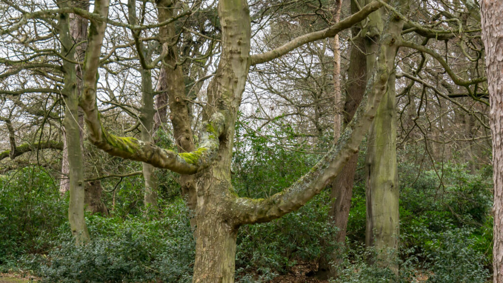 interesting shaped tree spotted in sheringham park