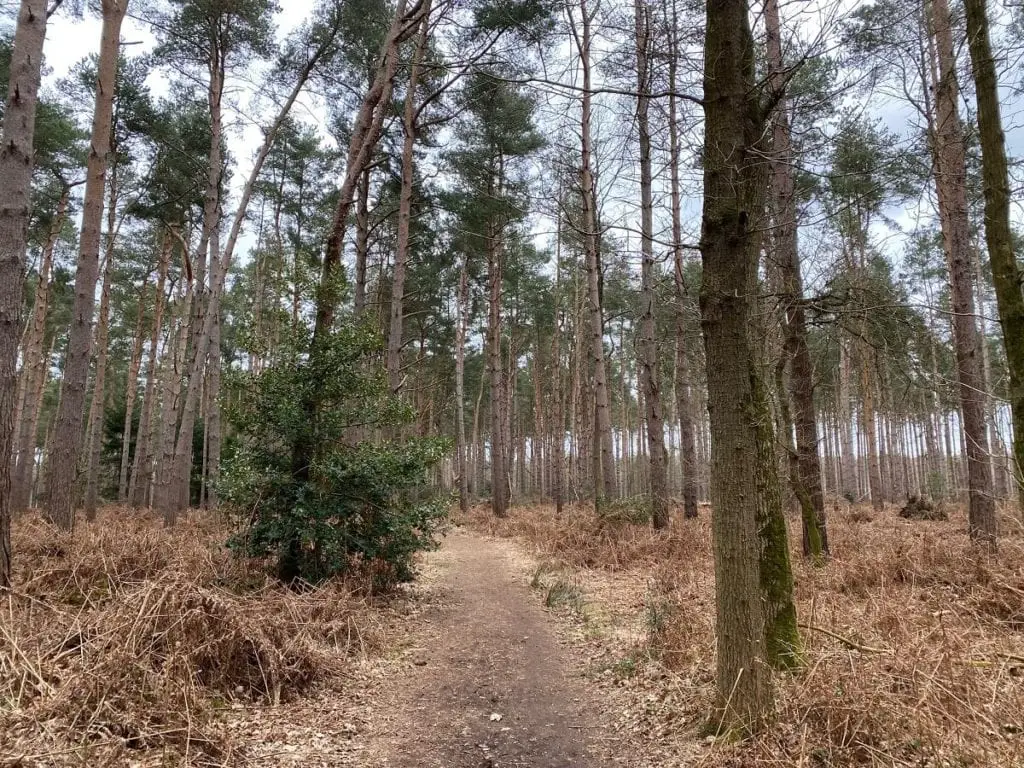 path and trees in broadland country park