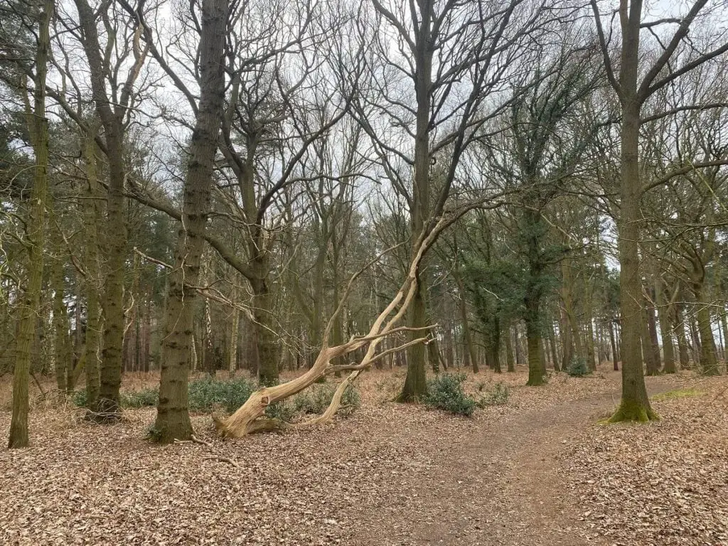 wooded area at Broadland Country park