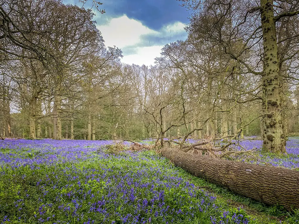 fallen tree surrounded by bluebells at blickling estate in norfolk