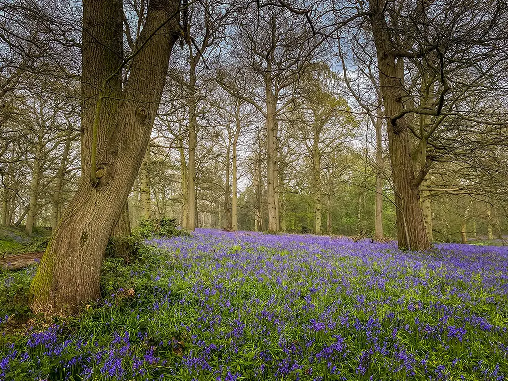 carpet of bluebells at blickling estate