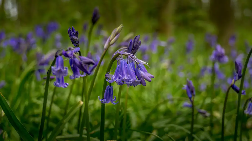 one of the best bluebell woods in Norfolk is Burlingham wood