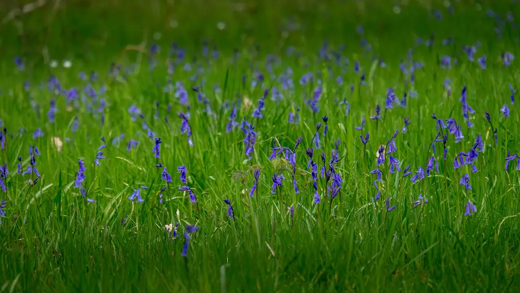 bluebells in Foxley Wood in Norfolk