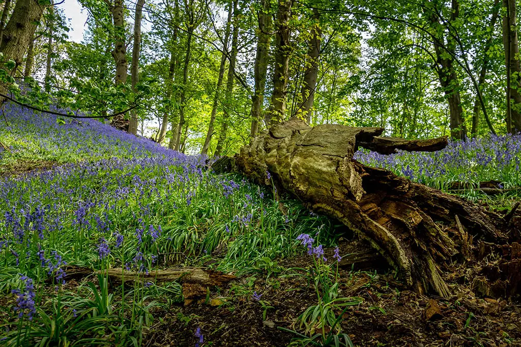 bluebell display in the private woodland at High Ash Farm 