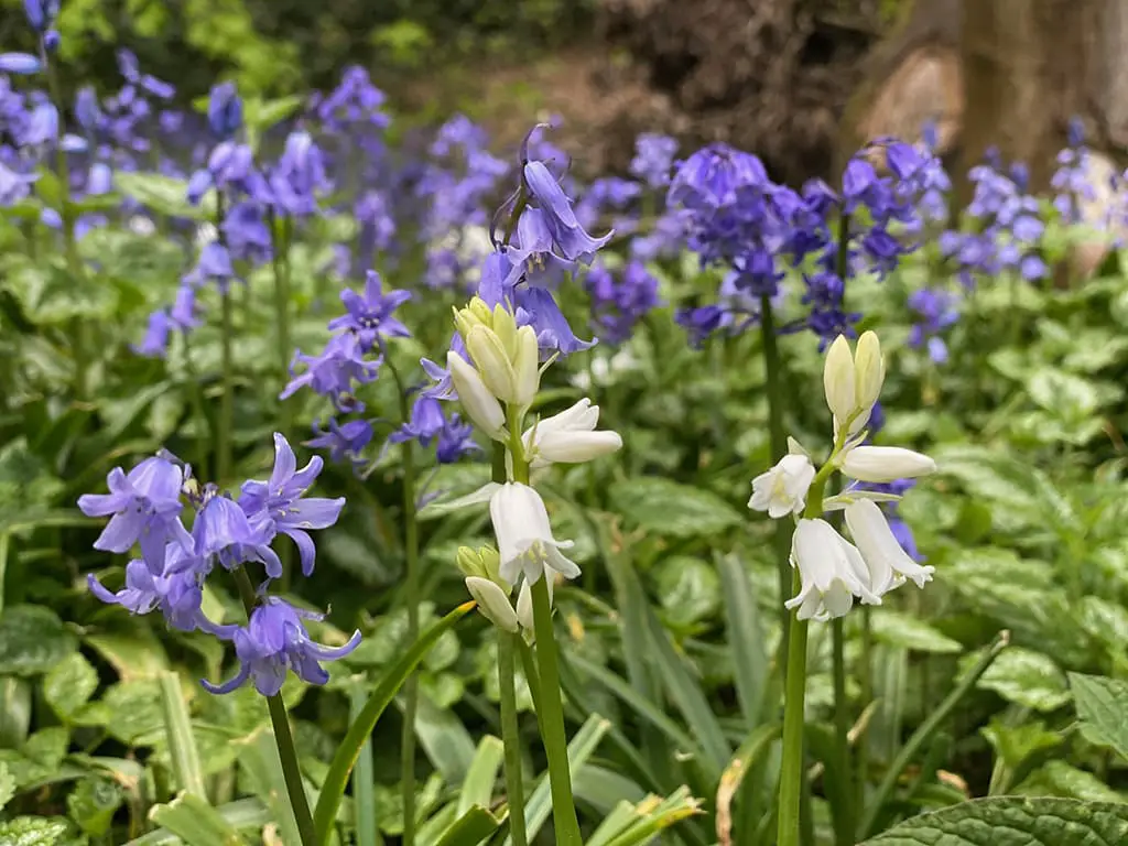 white and violet bluebells at Lion Wood in Norwich