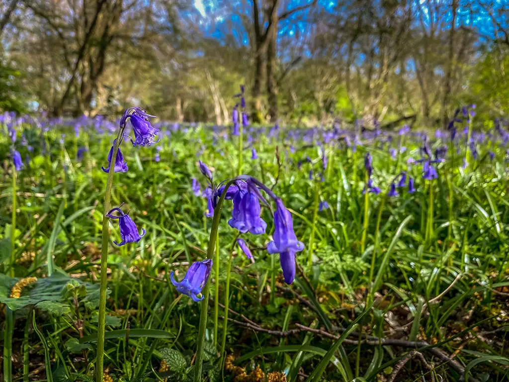 bluebells in wayland wood