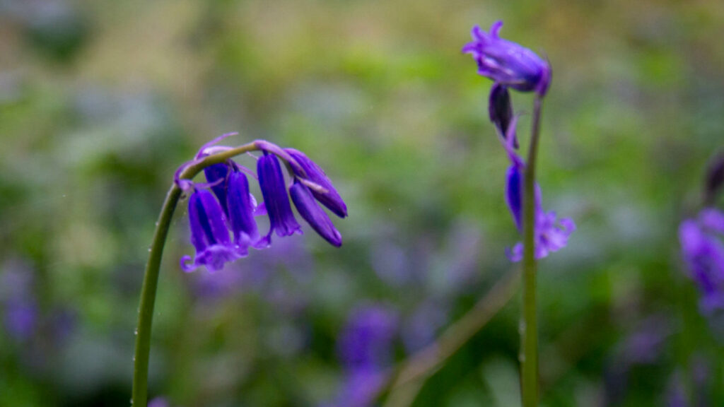 closeup of bluebells in bacton wood