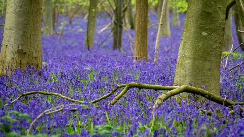 large patch of bluebells around the trunks of trees at Blickling in Norfolk