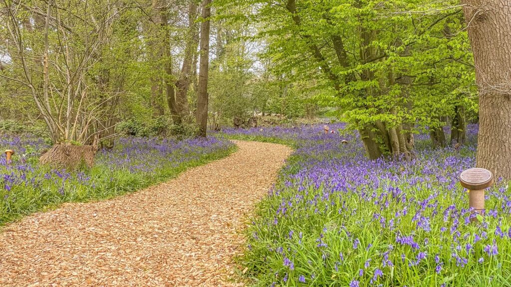 It's a short but sweet walk through the Bluebell Wood.