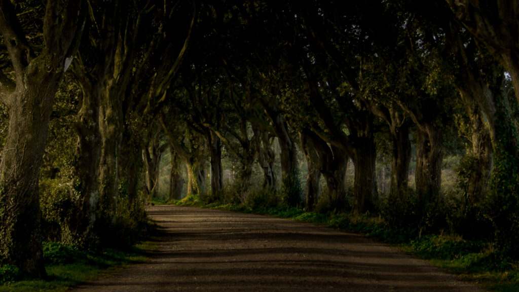 Dark road lined with large trees like the Dark Hedges where Game of Thrones was filmed.