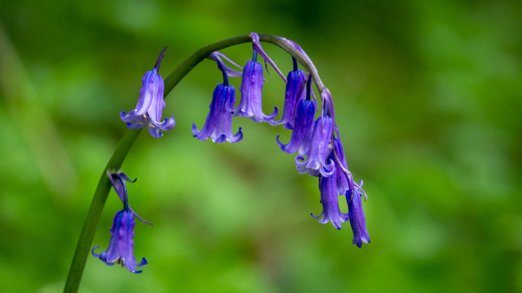 example of an english bluebell with a blurred green background