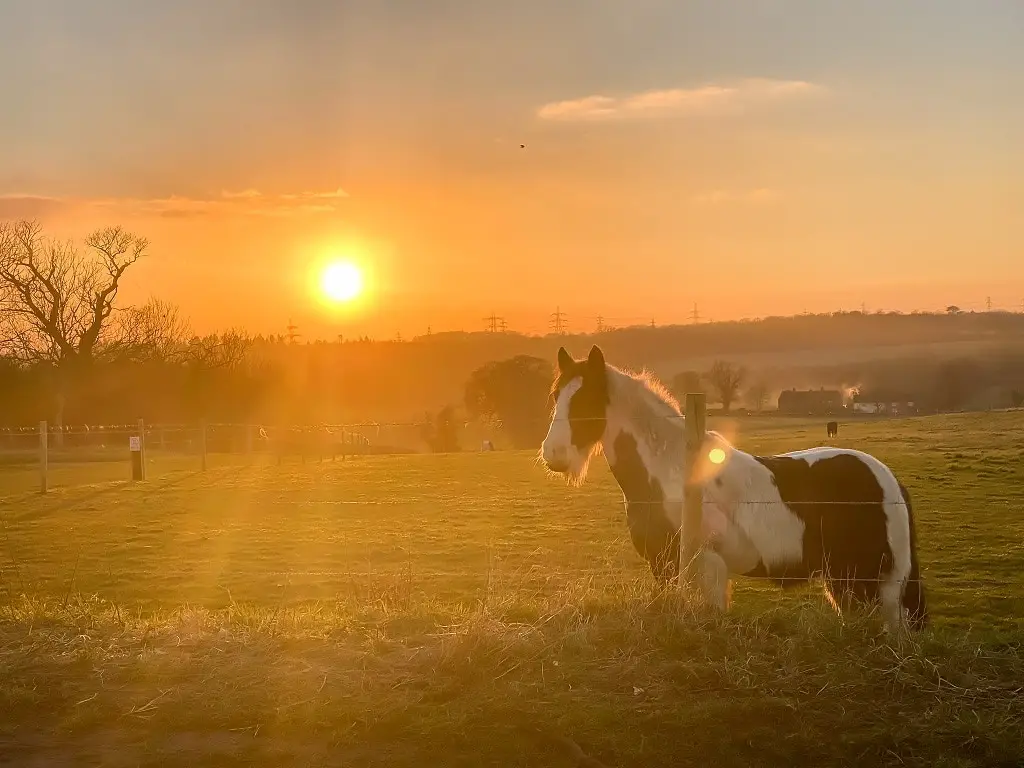 horse at high ash farm near venta icenorum