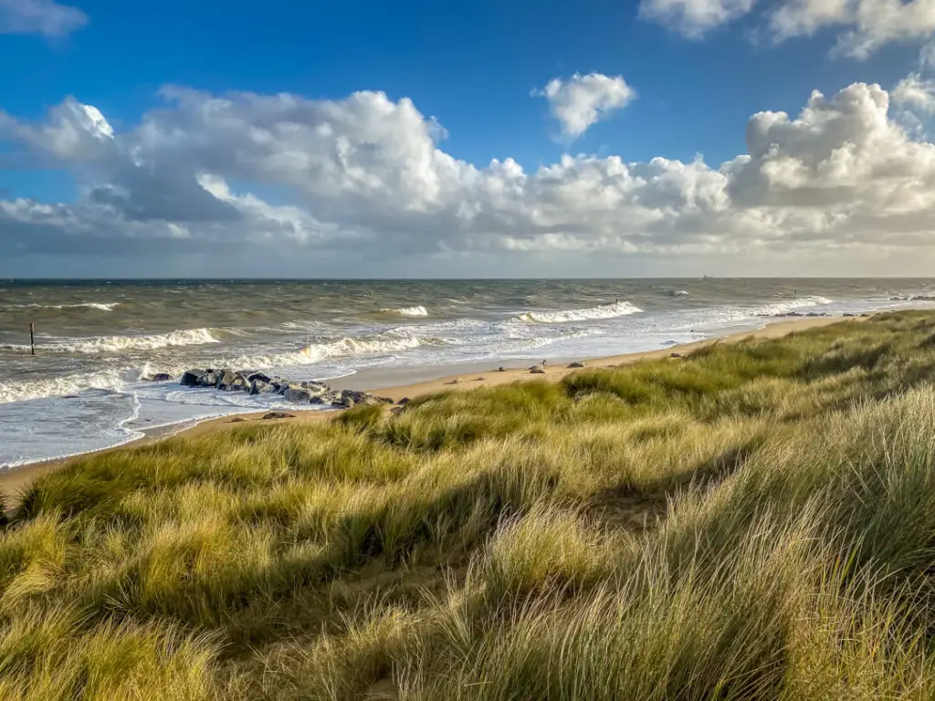 view of horsey beach in Norfolk through the dunes. You can see a few seals on the beach if you look closely.