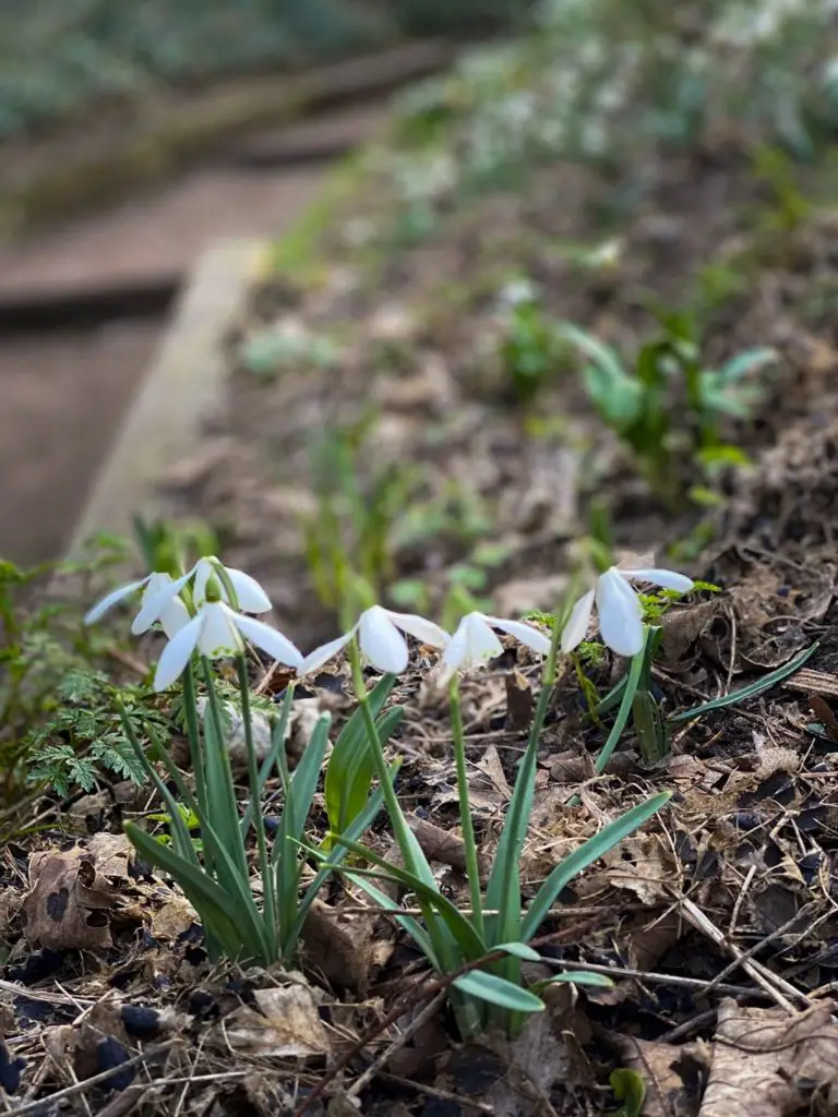 snowdrops in Kett's Heights