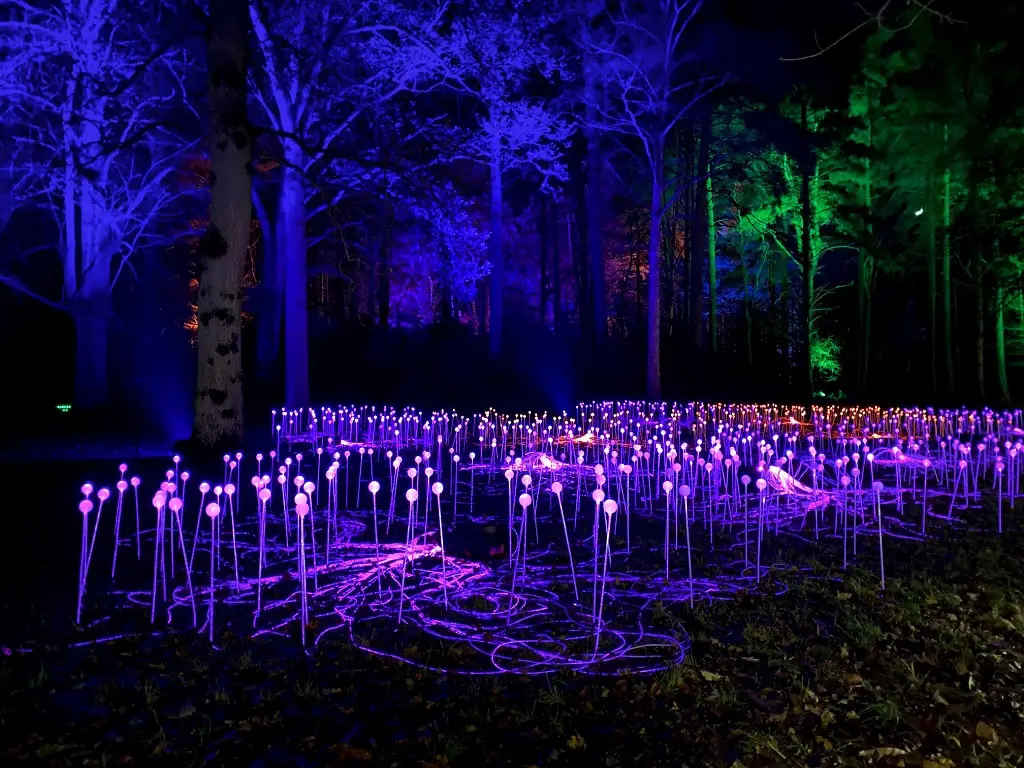 colourful light display at Luminate Sandringham