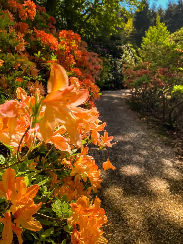 close up of flowers with a path next to it