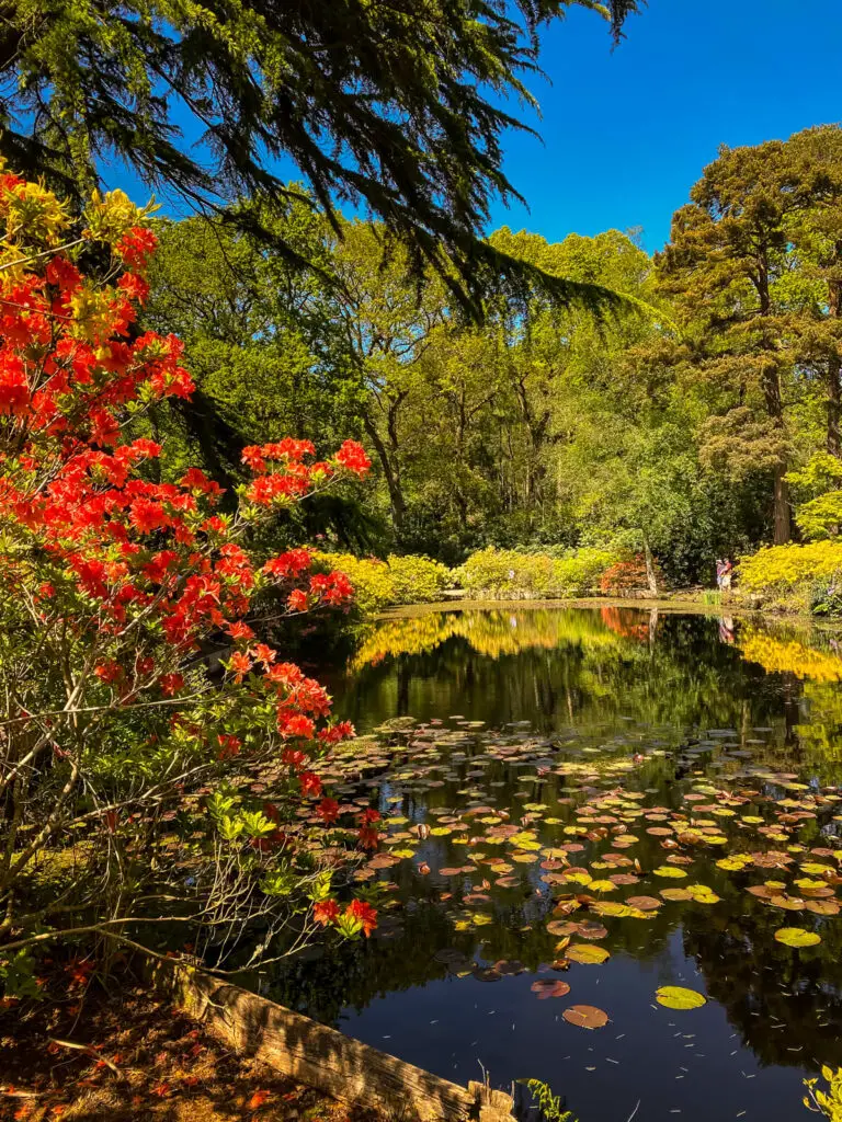 pond at stody lodge gardens with flowers and reflections