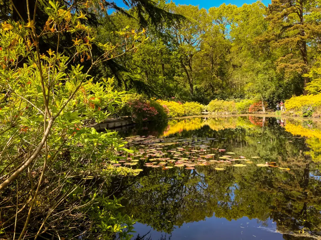 pond at Stody Lodge Garden