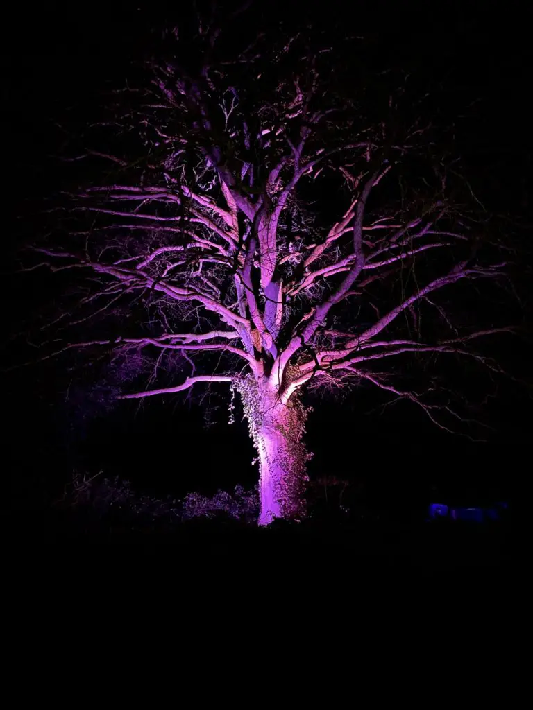tree beautifully lit up at the Raveningham light trail