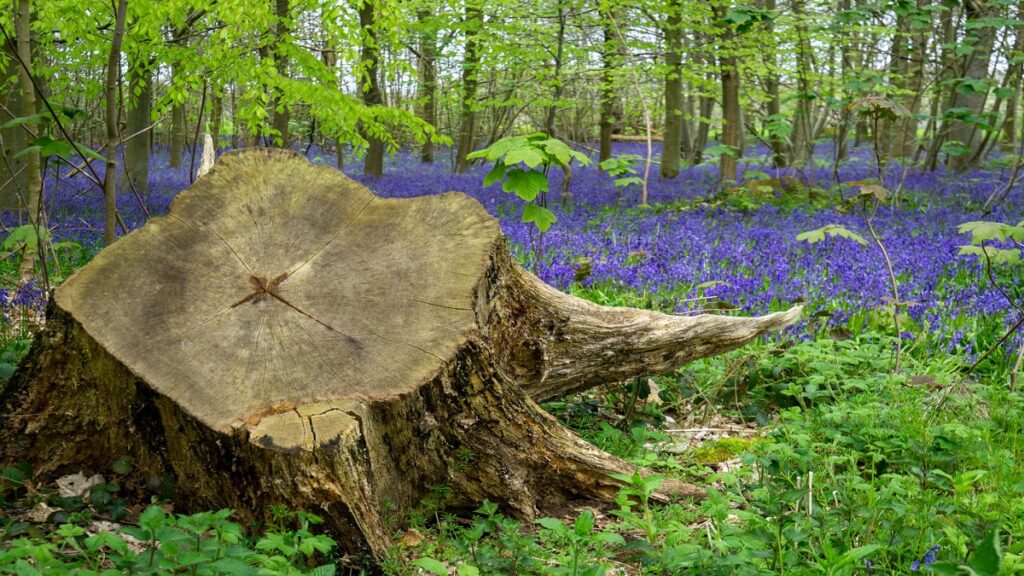 tree stump with lots of bluebells around it at blickling in norfolk