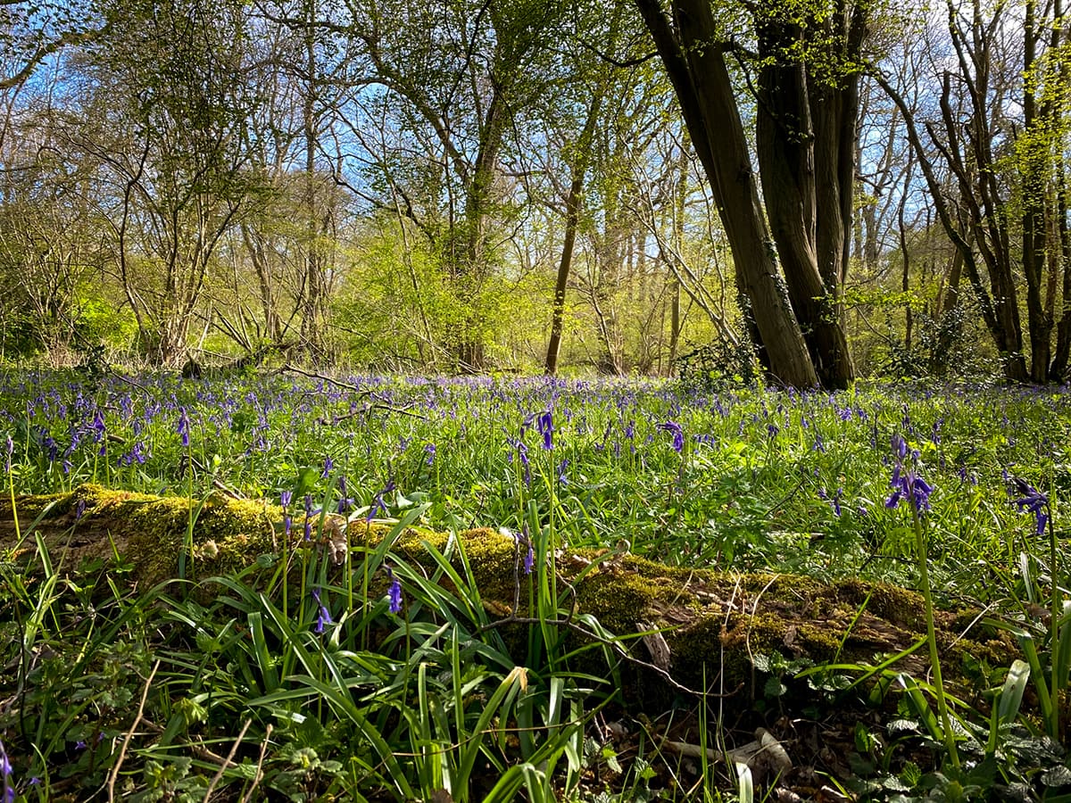 bluebells and a fallen tree at wayland wood