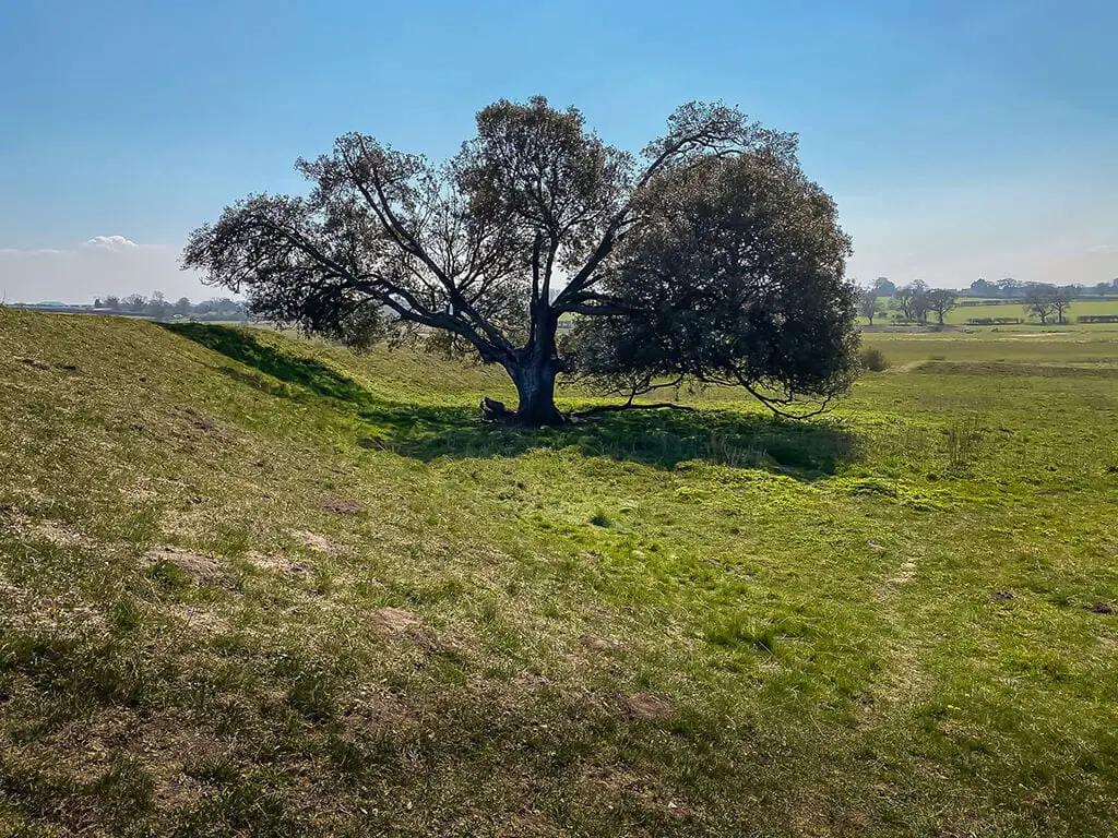 tree at warham camp hill fort