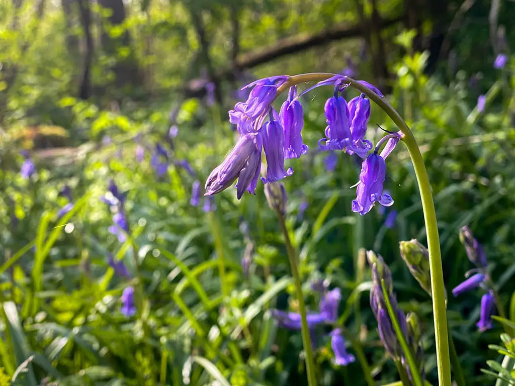 bluebells in wayland wood