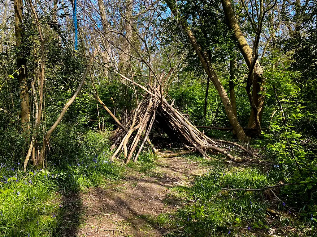 den and trees in wayland wood