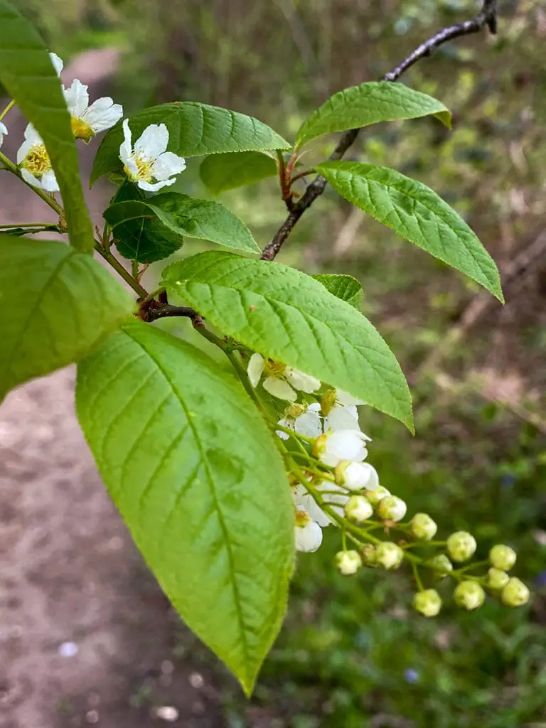 flower in wayland wood