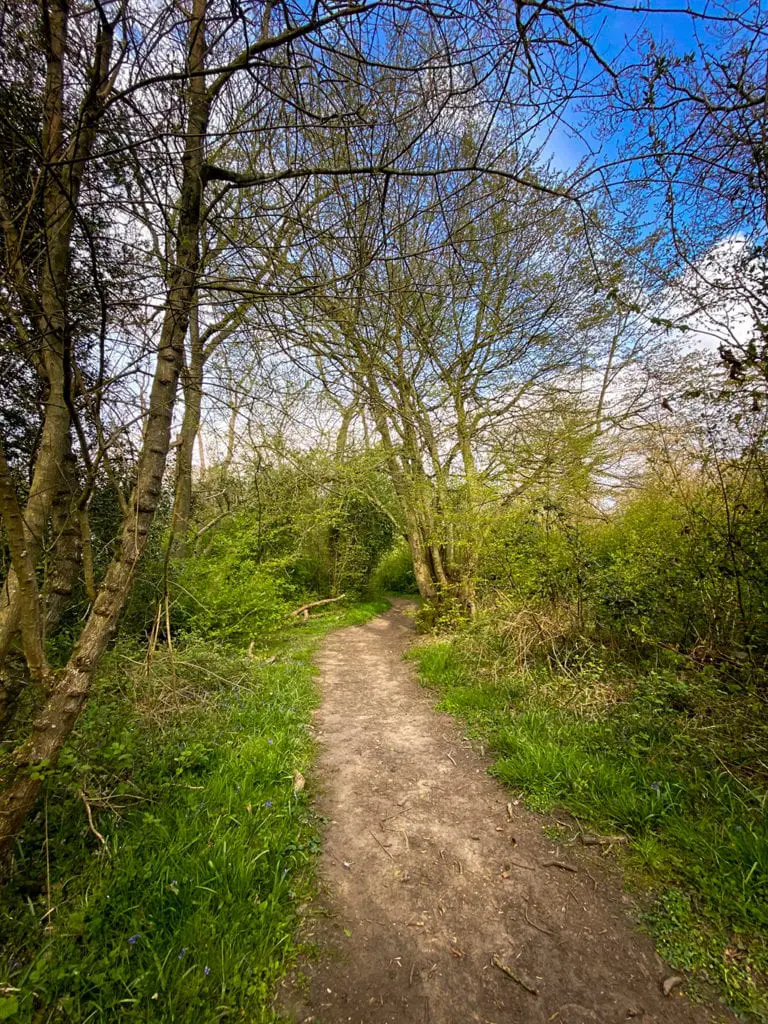 path in wayland wood in norfolk