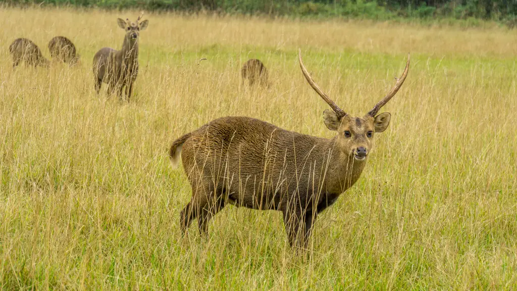 deer in a wildlife reserve