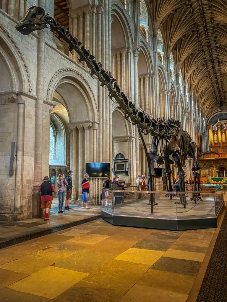 dippy at norwich cathedral