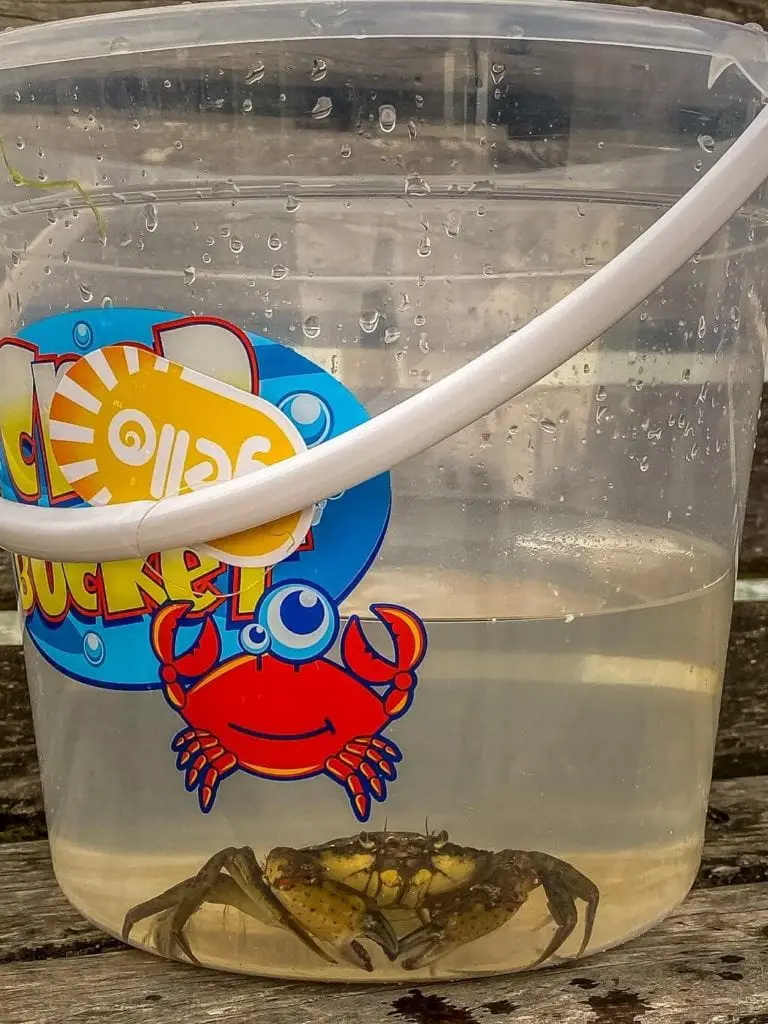 cromer crab in a bucket