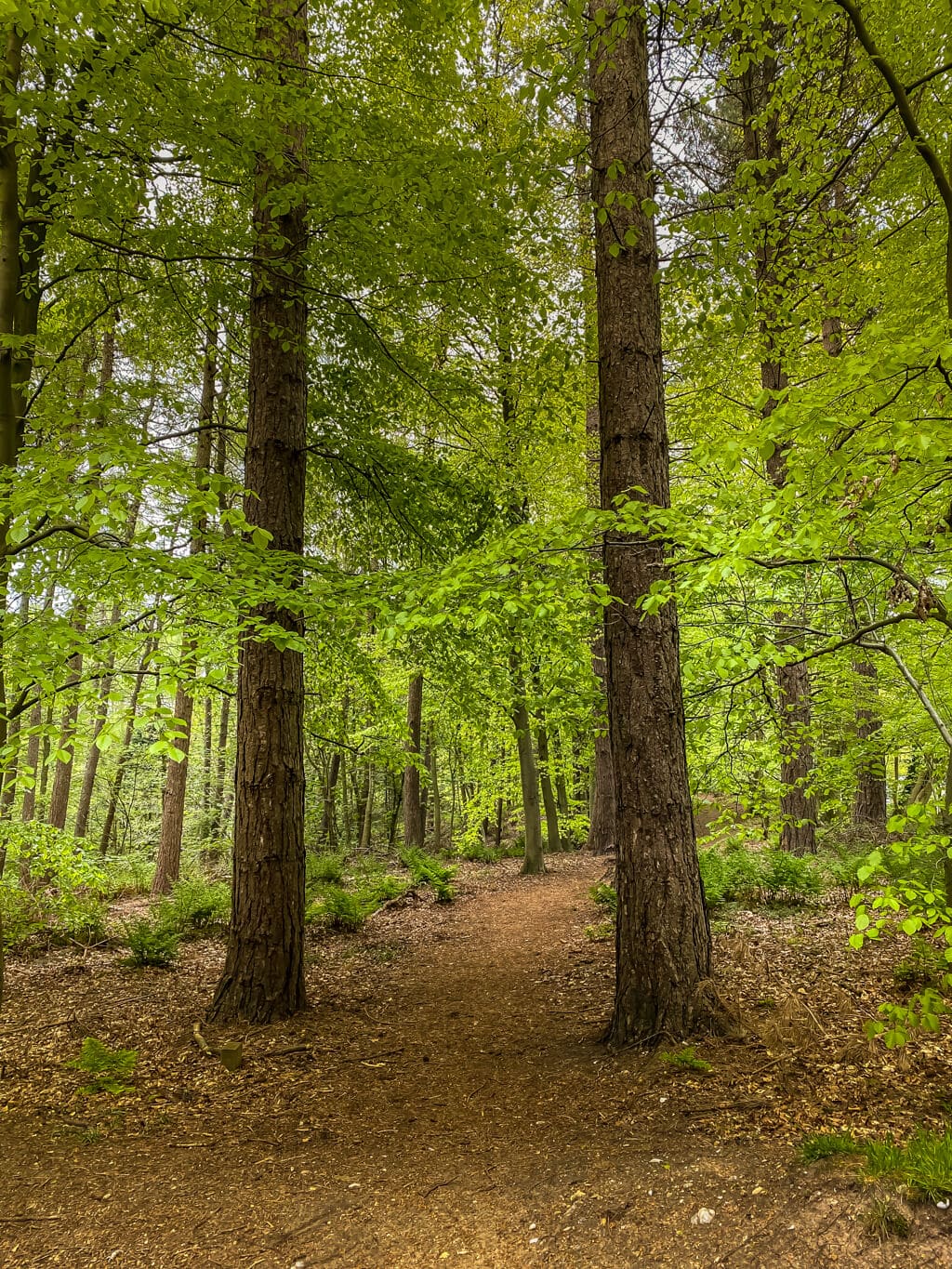 trees in pretty corner woods