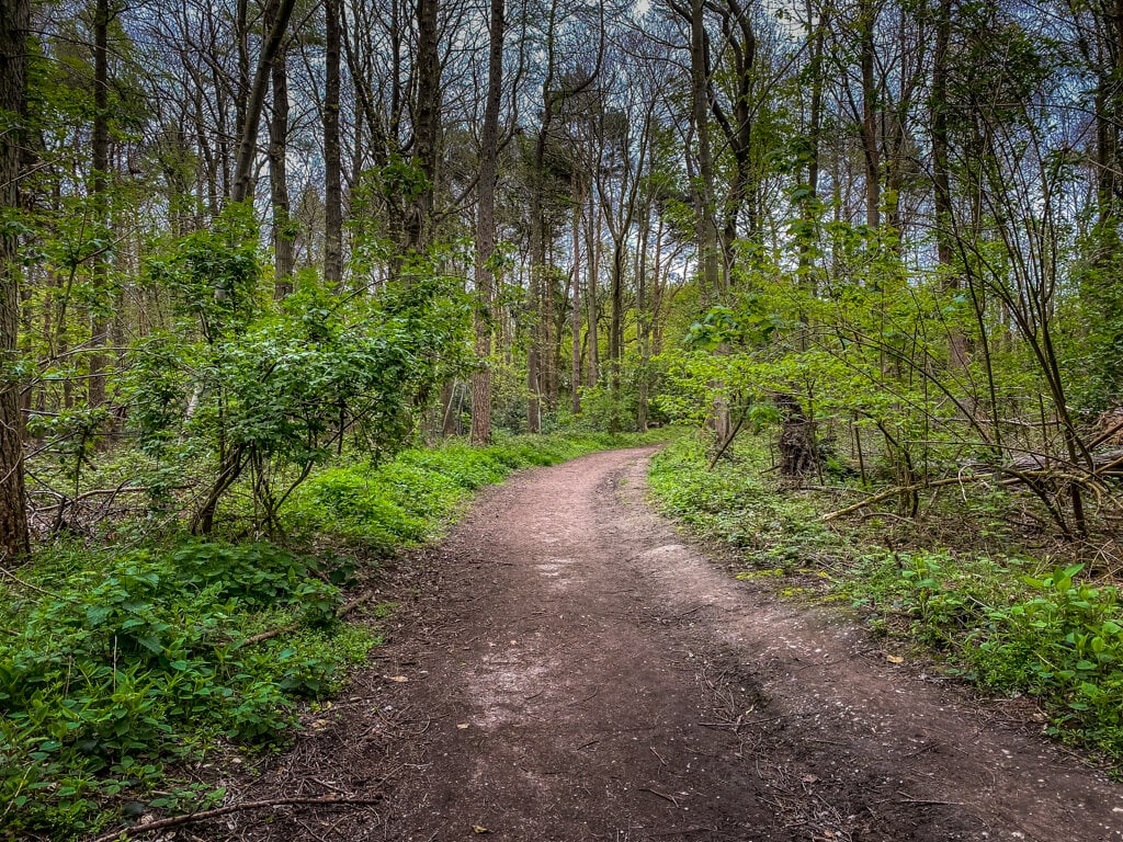 walking path in pretty corner woods near sheringham
