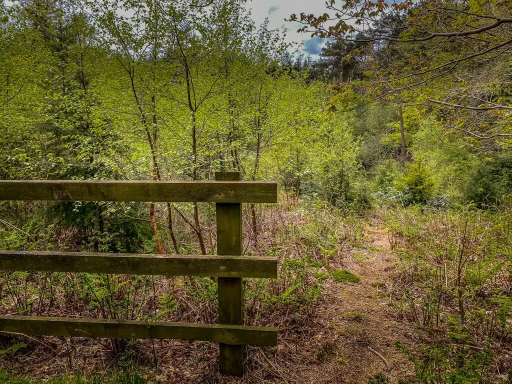 part of a fence with vegetation around it in pretty corner woods