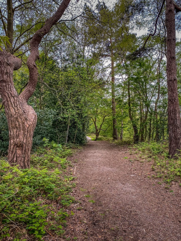 trail in pretty corner woods near sheringham