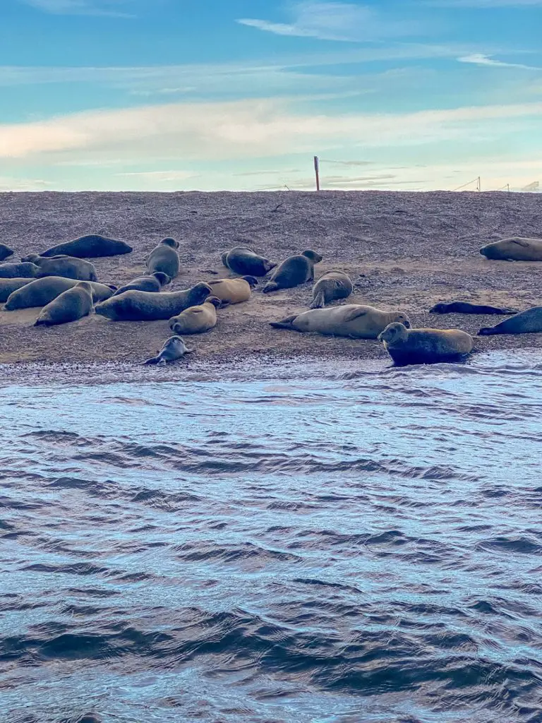 seals (including a few pups) on the beach at Blakeney point in norfolk