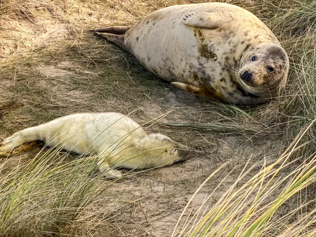 A seal and her pup