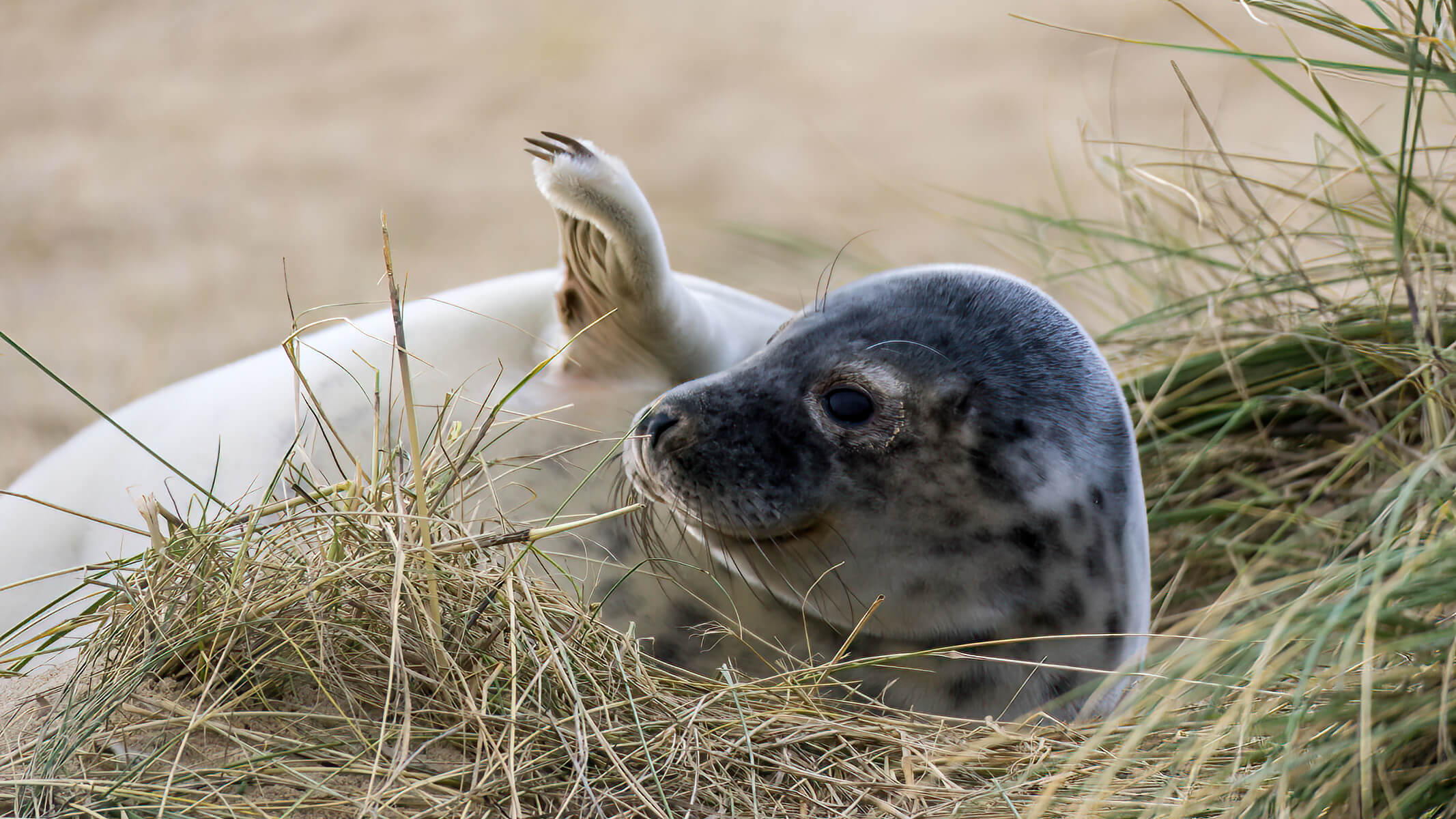 young seal waving at winterton beach in Norfolk
